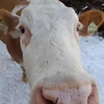 Feriehus Almhof Grub *