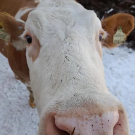 Дом отдыха Almhof Grub *