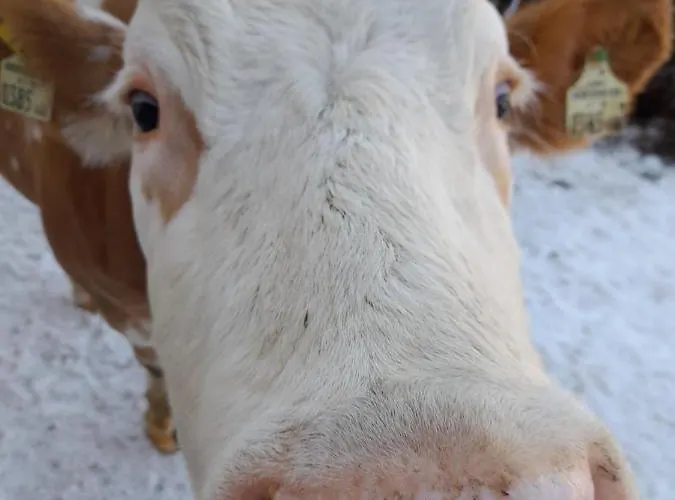 Сasa de vacaciones Almhof Grub *