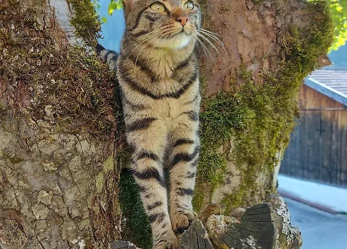 Сasa de vacaciones Almhof Grub *